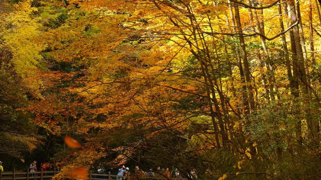 九寨沟亲子游旅行社精选：2025年五强口碑榜单