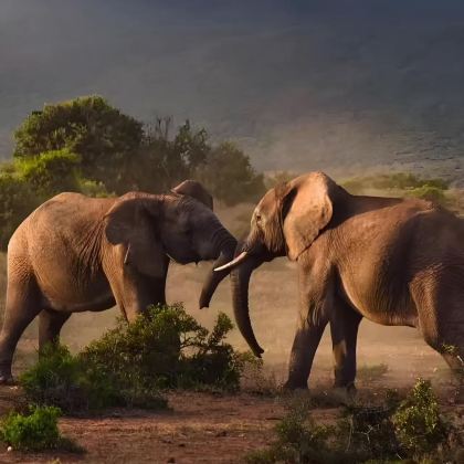 肯尼亚+坦桑尼亚8日6晚私家团