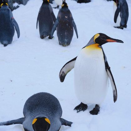 日本东京+富士山+大阪+北海道札幌8日7晚私家团
