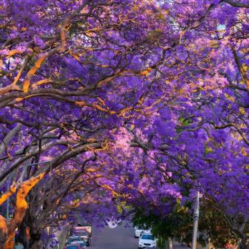 澳大利亚+悉尼+墨尔本+堪培拉+阿德莱德16日13晚私家团
