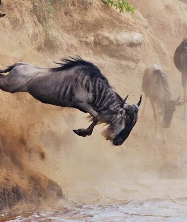 5D4N • 5 Days Tour at East Africa Safari Lake Nakuru and Lake Naivasha