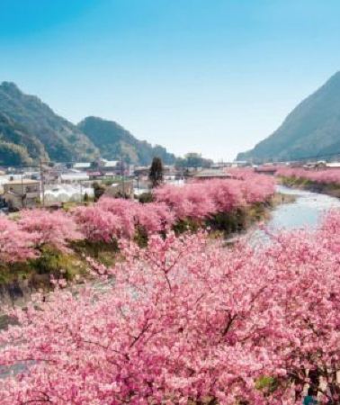 5日4晚 • 東京、伊豆 5天早春賞櫻溫泉之旅  河津櫻花、熱海梅園、大洗磯前神社、絕美海上鳥居~神磯之鳥居、偕樂園、牛久大佛、1晚伊豆溫泉酒店《限定出發: 2027年2月3,12,17,24日》