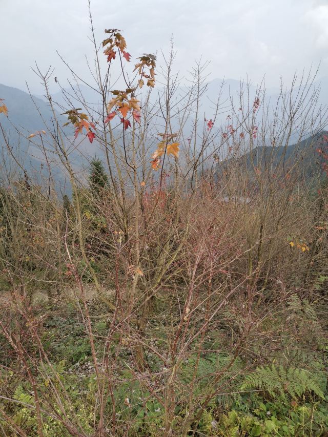 川西红枫岭旅行图片 1