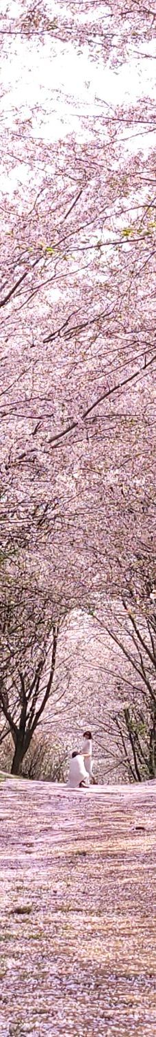 贵安樱花园-安顺