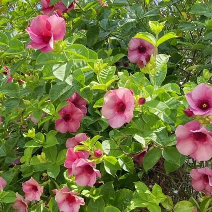 云南西双版纳+普洱6日5晚跟团游