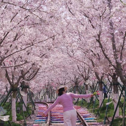 盐城中华麋鹿园+丹顶鹤湿地生态旅游区+荷兰花海+盐渎古镇4日3晚私家团