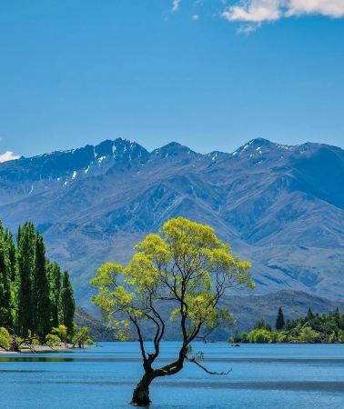 6D5N • Ultimate NZ South Island Iconic Route: Wanaka Tree + Queenstown Gondola + Milford Sound Cruise All-in-One