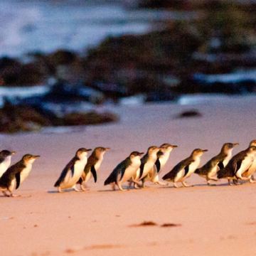 澳大利亚墨尔本+黄金海岸+悉尼16日14晚拼小团