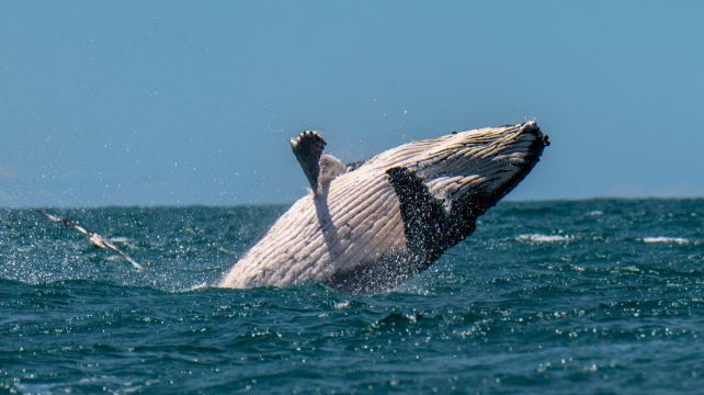 <7天>【出海观鲸 | 静谧峡湾】边导边游 南岛东中线·含凯库拉出海观鲸+龙虾餐+米尔福德峡湾君王号游轮、瓦纳卡湖+蒂卡波湖+库克山+蒂阿瑙、保证住1晚观星小镇+皇后镇1天自由行(可选跳伞/蹦极)