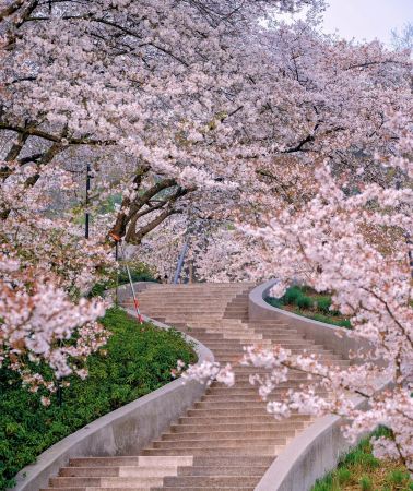 10D9N • Shanghai + Shanghai Disney Resort + Lingshan Grand Buddha + Huqiu Scenic Area + Xitang Historic Town of China + West Lake + Huangpu River Cruise