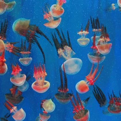 广西南宁+德天跨国瀑布景区+黑水河景区+白头叶猴生态旅游区+明仕田园+十万大山布透温泉6日5晚私家团