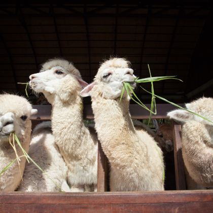 新西兰奥克兰+皇后镇+基督城14日13晚私家团