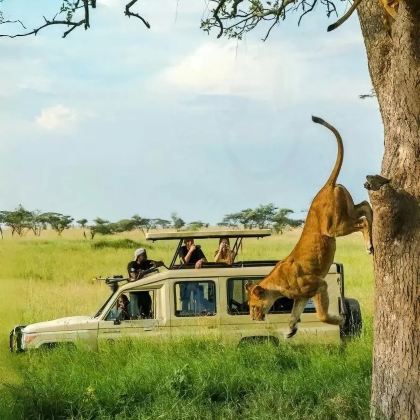 肯尼亚+南非+津巴布韦+赞比亚15日跟团游