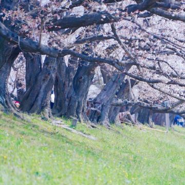 日本大阪+京都+奈良7日6晚拼小团