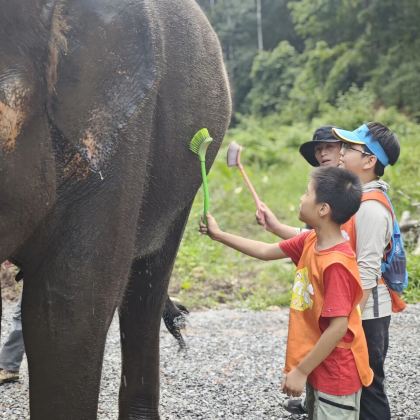 西双版纳野象谷亚洲象1日科考研学可亲子可单飞｜生态保护区 大象铲屎官 大象医生 给小象洗澡 蝴蝶园科普 野象寻踪探索之旅