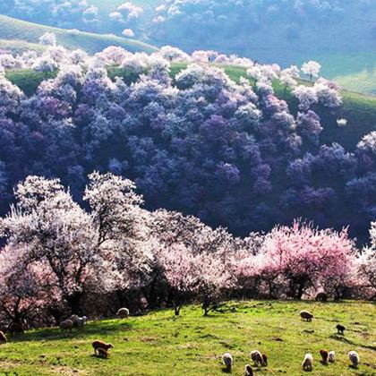 新疆北疆+伊犁+那拉提旅游风景区+赛里木湖5日4晚拼小团