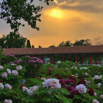 河南洛阳+老君山景区+龙潭大峡谷4日3晚私家团