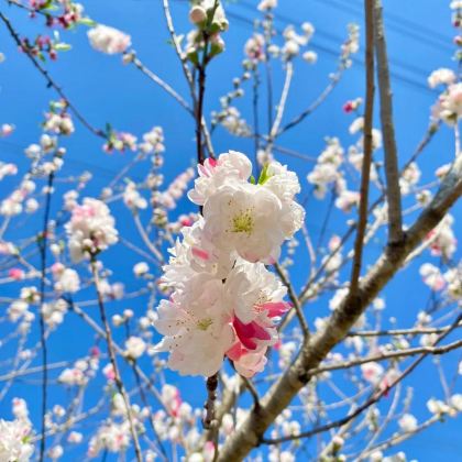 江西南昌+庐山4日3晚拼小团