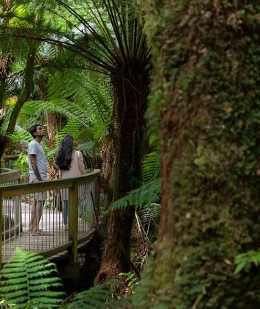 3D2N • Great Ocean Road Grampians 3 Day National Park Tour Melbourne Roundtrip