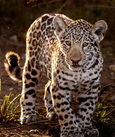 4D3N • Pantanal Tour with accommodation - Departing from Cuiaba
