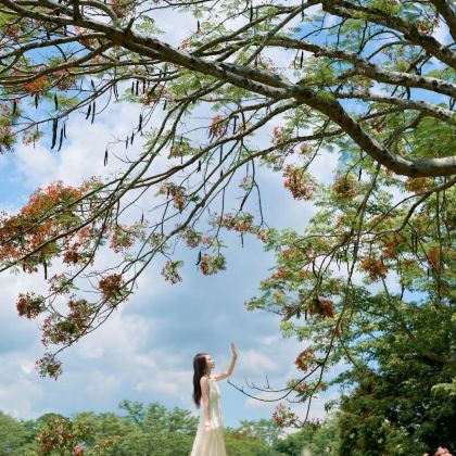 云南西双版纳+基诺山雨林徒步+望天树景区15日14晚拼小团
