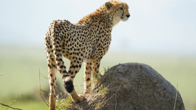 肯尼亞馬賽馬拉國家公園+納庫魯湖國家公園+奈瓦沙湖+地獄之門國家公園+安波塞利國家公園四大國家公園7日6晚跟團遊·單人可訂 越野遊獵車 馬賽馬拉入園2次 安博塞利 經濟帳篷住宿 預算友好 中文在線管家