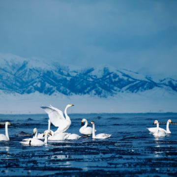 新疆伊犁+那拉提旅游风景区+赛里木湖4日3晚拼小团