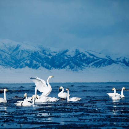 新疆伊犁+那拉提旅游风景区+赛里木湖4日3晚拼小团