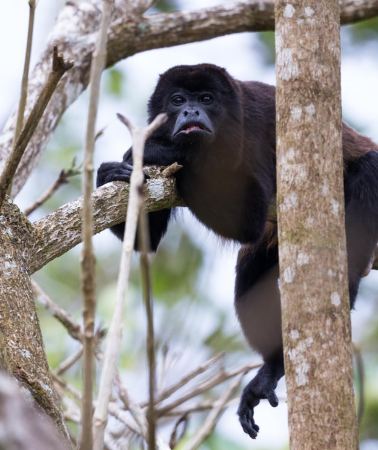 7D6N • From Iquitos: 7-Day Amazon Jungle Camping Experience