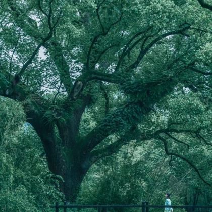 丽水+缙云仙都景区+云和梯田景区+古堰画乡旅游度假区3日2晚私家团