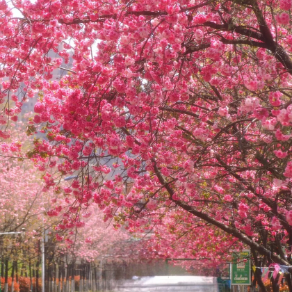 云南昆明+普者黑风景区+弥勒5日4晚私家团