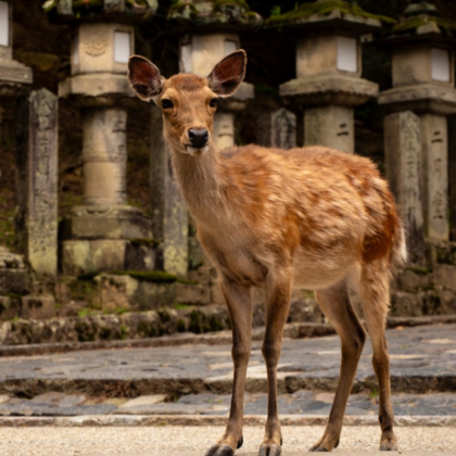 日本东京+富士山+大阪+京都7日6晚跟团游