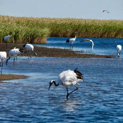 长春+观鹤台扎龙湿地+呼伦贝尔+满洲里+额尔古纳+根河+漠河+北极村+哈尔滨+五大连池风景区+镜泊湖风景区+长白山+丹东13日12晚跟团游