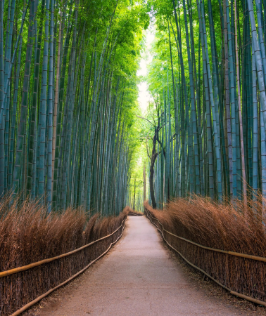 2D • Two-day tour departing from Osaka, excluding hotel accommodation. Includes a stroll around Kyoto's Victory Daruma Temple, popular tourist spots like Katsuo-ji Temple in Osaka, Arashiyama in Kyoto, and Kiyomizu-dera Temple