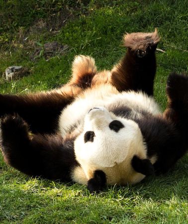 5D4N • Chengdu + Emeishan City + Leshan + Dujiangyan + Mount Qingcheng
