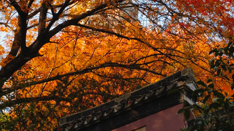 2D1N · Group Tours ·  5-Star Hotel Stay Exclusive Tour for International Travelers & Suzhou Cultural Heritage Tour Classical Gardens: Shanghai Arrival +  Ancient Temples + Historic Canal Streets
