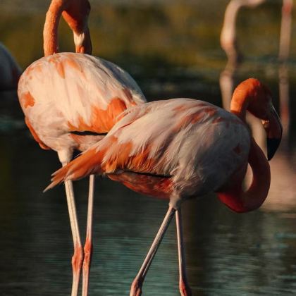 厄瓜多尔加拉帕戈斯省14日10晚跟团游