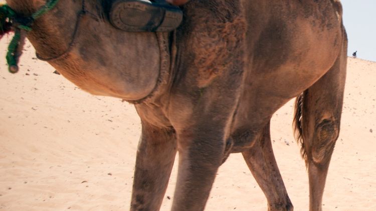 12-Day Egypt Round-Trip Tour from Cairo· 3-Night Nile Cruise, Abu Simbel & Nubian Village Dinner with Internal Flights