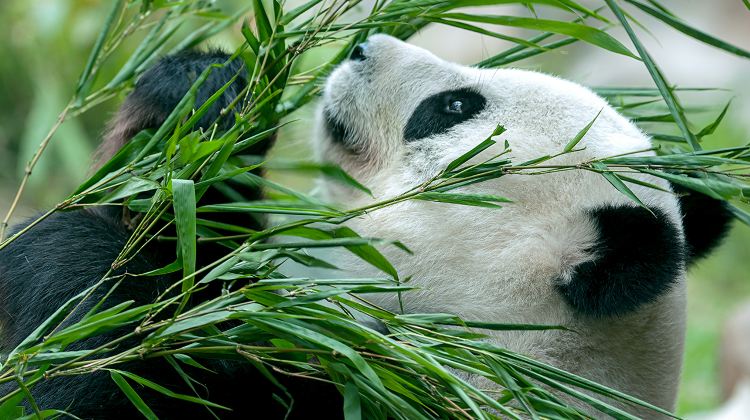 6-Day Group Tours: Chengdu, Jiuzhaigou National Park, Huanglong National Scenic Area, Chengdu Research Base of Giant Panda Breeding, Mounigou Scenic Area | Plus gifts including metro cards and travel care kits·  