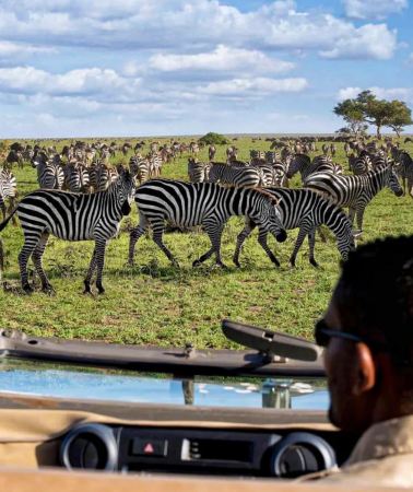 7D6N • Multiple in-depth wildlife tracking safaris at Tanzania's Serengeti National Park + Tarangire National Park + Ngorongoro Conservation Area