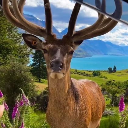 澳大利亚+新西兰12日跟团游