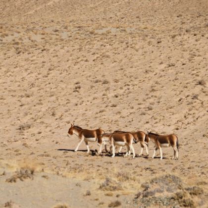 青海格尔木+可可西里国家级自然保护区+乌素特水上雅丹地质公园3日2晚私家团