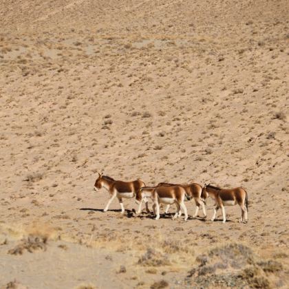 青海格尔木+可可西里国家级自然保护区+乌素特水上雅丹地质公园3日2晚私家团