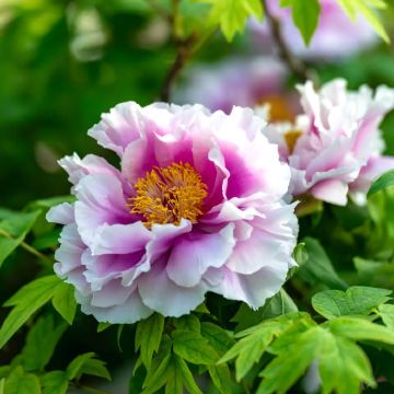 河南郑州+洛阳+开封+云台山风景名胜区+万仙山景区6日5晚私家团