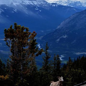 加拿大温哥华+萨蒙阿姆+班夫+贾斯珀+维多利亚9日8晚拼小团