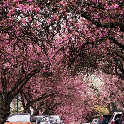 加拿大温哥华+坎卢普斯+班夫国家公园+贾斯珀+埃德蒙顿7日6晚拼小团