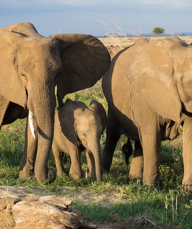 4D3N • 4 Day Mikumi & Nyerere Park with Boat Safari & Masai Culture