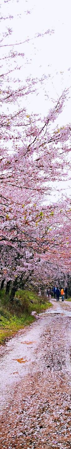 贵安樱花园-安顺