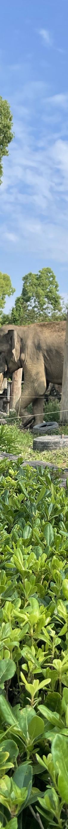 上海野生动物园-上海