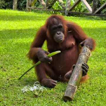 马来西亚沙巴山打根7日6晚私家团